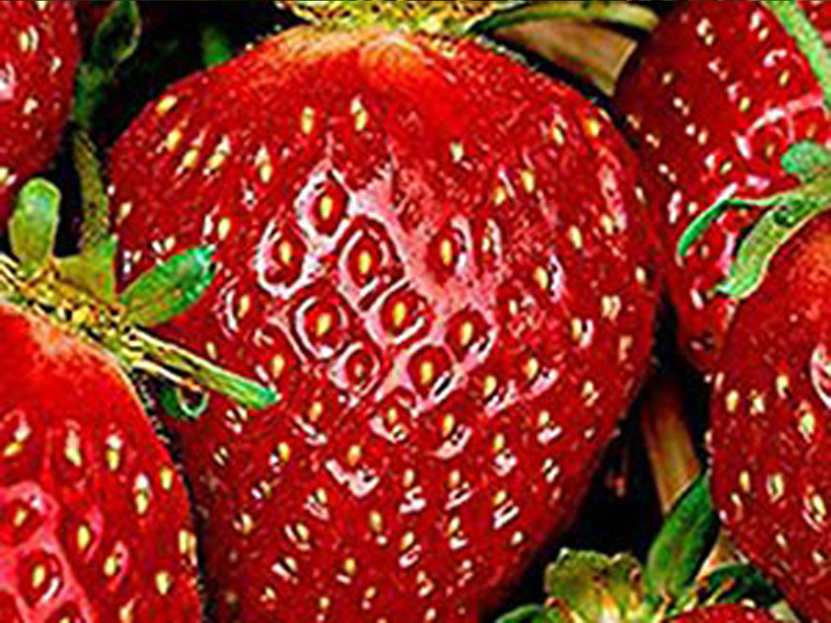 Korona-Erdbeeren-2