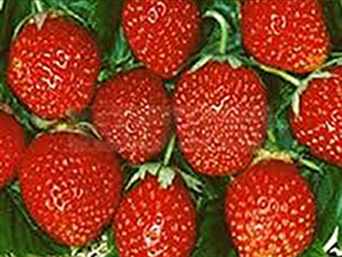 Korona-Erdbeeren-3