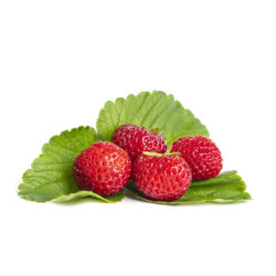 Mieze Schindler aardbeien van aardbeienplant