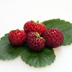 Mieze Schindler aardbeien van aardbei planten