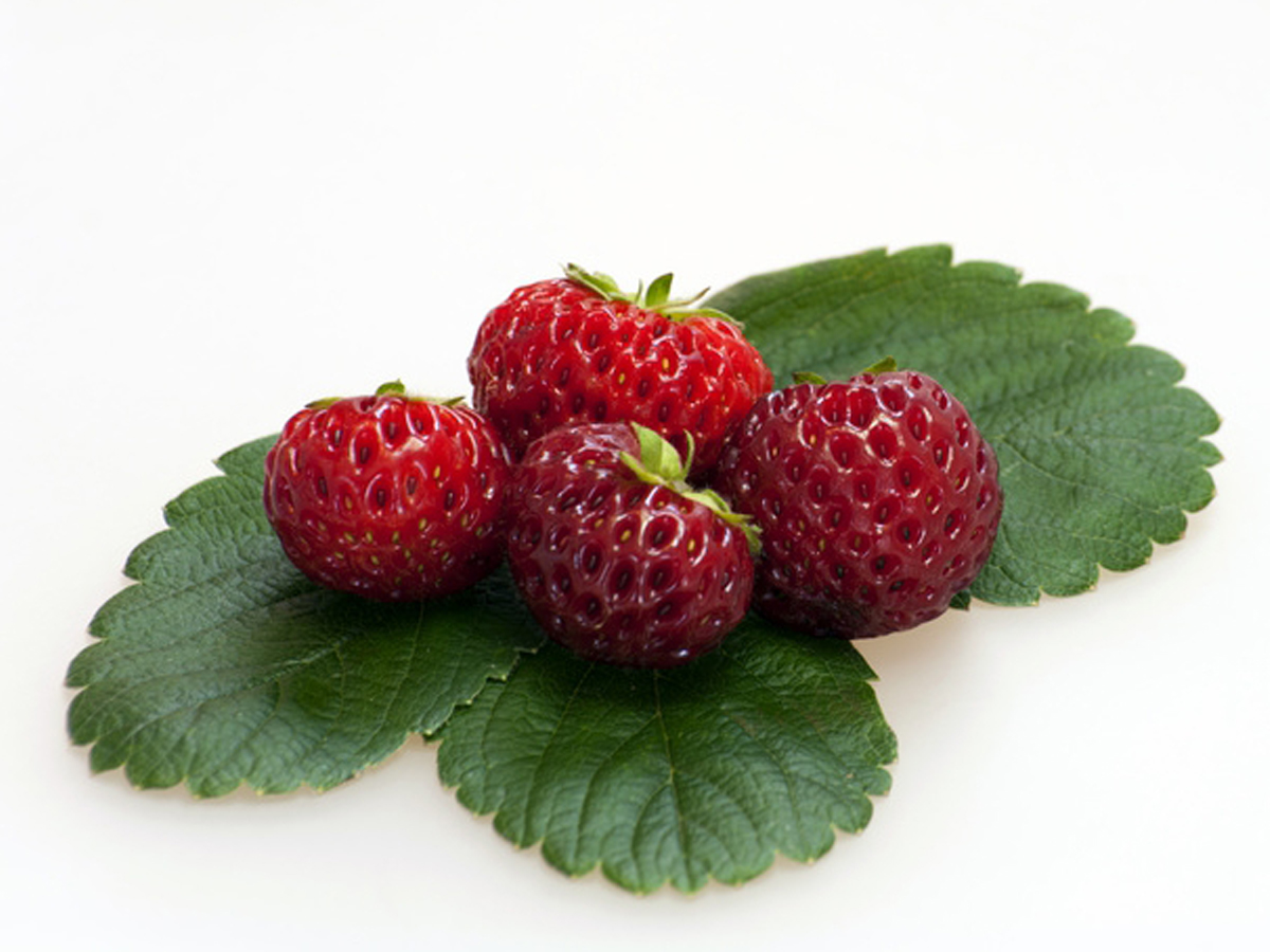 Mieze Schindler aardbeien van aardbei planten