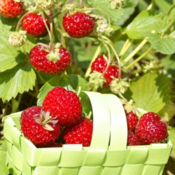 Mieze Schindler framboos aardbeien in mandje