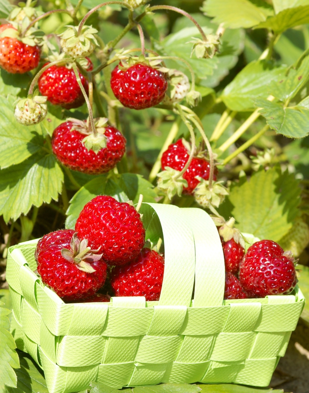 Mieze Schindler framboos aardbeien in mandje