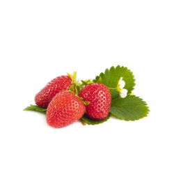 Furore aardbeien van aardbeiplanten