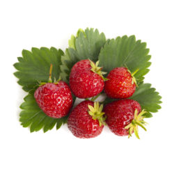 Senga Sengana aardbeien van aardbeiplanten