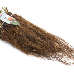 dikke frigo aardbeiplanten