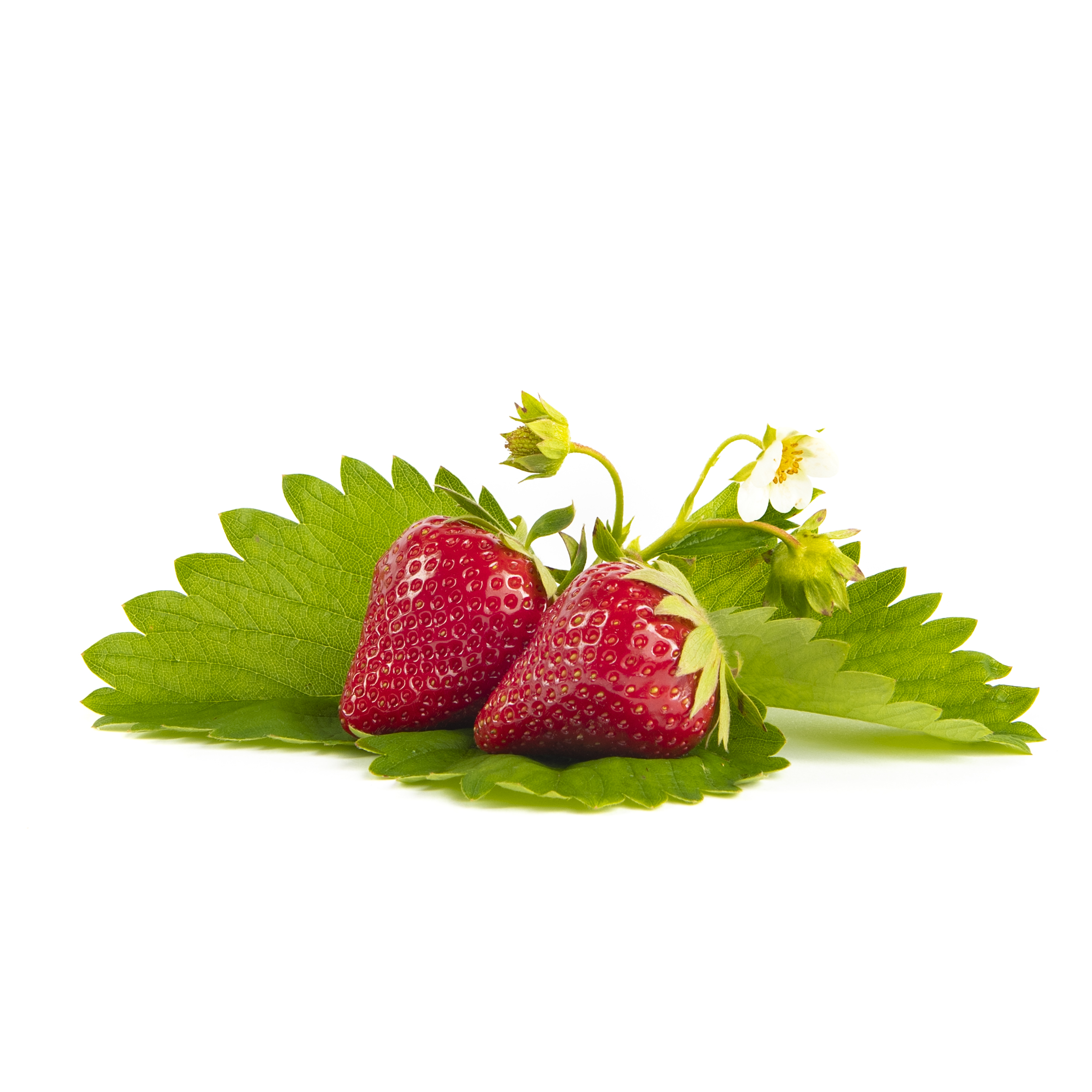 Malwina 3 Malwina aardbeien van aardbeiplanten