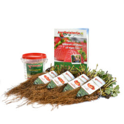 smulpakket aardbeiplanten 20 stuks met 500 gram meststof en informatieboekje van aardbeiplantje.nl