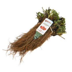 dikke frigo aardbeiplanten