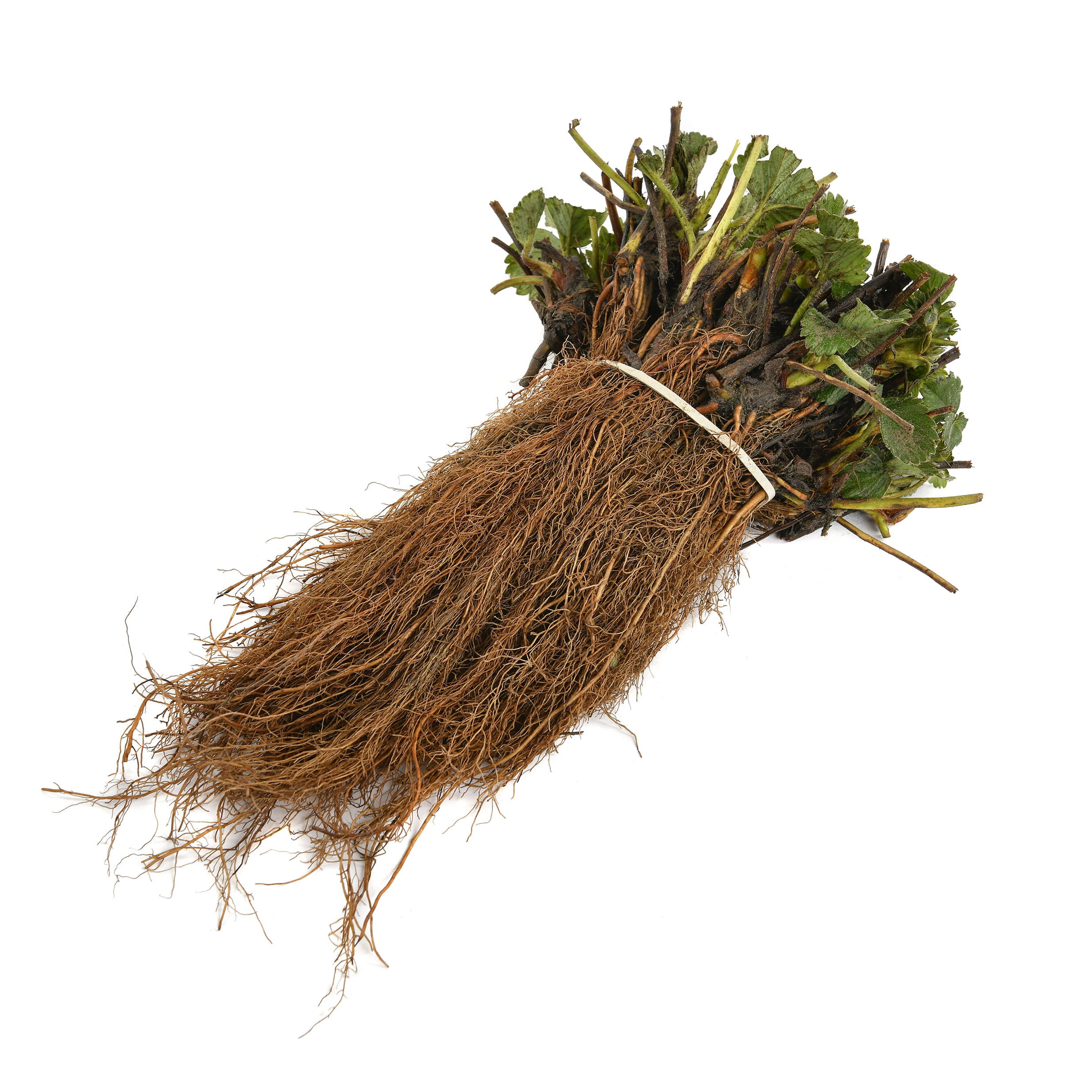 Henselmans-4967 bkl dikke frigo aardbeiplanten