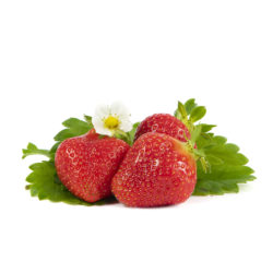 Favori aardbeien van aardbeiplanten