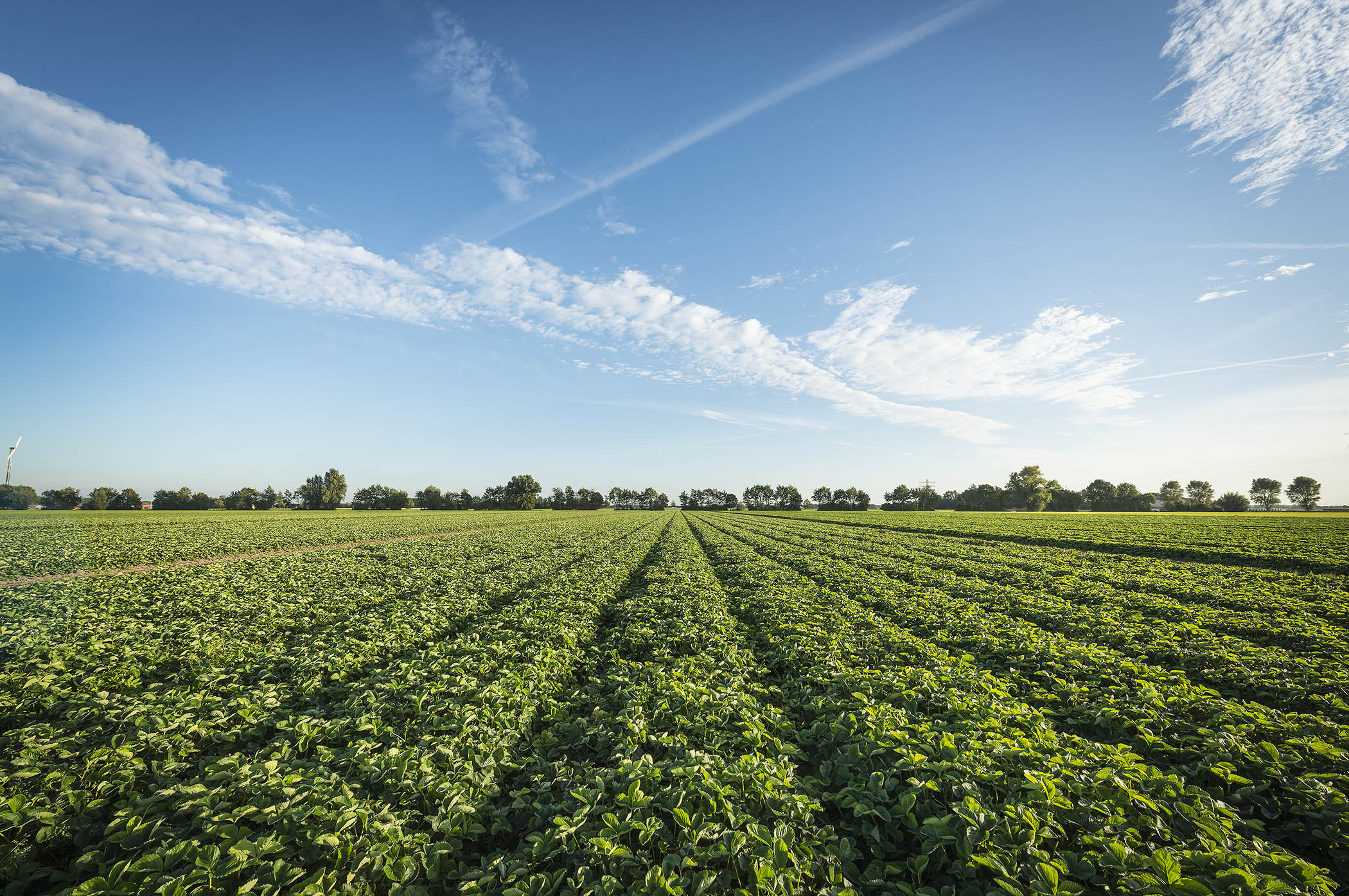 Velden met aardbeiplantjes