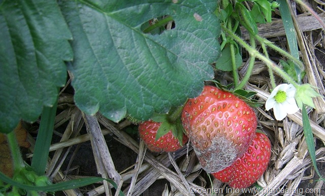 botrytis_in_aardbei