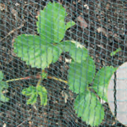 aardbeien beschermingsnet tegen vogels