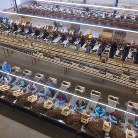 DCIM100MEDIADJI_0180.JPG sorteren van aardbeiplanten bij Henselmans Strawberries