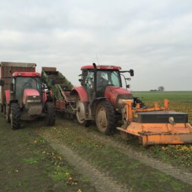 Harvesting strawberry plants 2015 rooien van aardbeienplanten met Joep Henselmans
