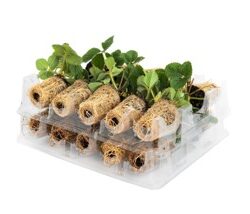 gekoelde aardbeien powerplants