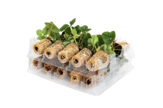 gekoelde aardbeien powerplants