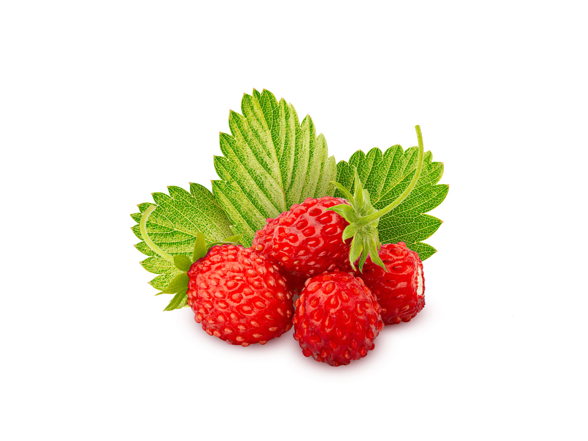 Reine des Vallees aardbeien van aardbeiplanten