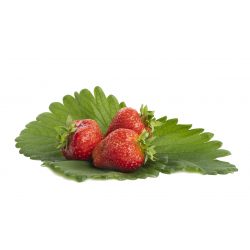 Maxim aardbei van aardbeienplanten