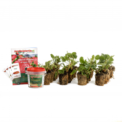 Smulpakketten powerplants, 20 stuks, met steeketiketten