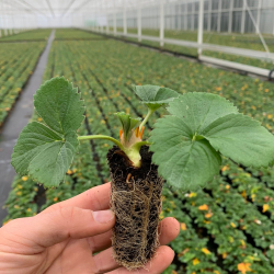 mini aardbei powerplant in de hand