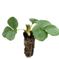 Mini powerplant aardbeien