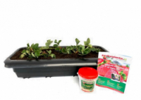 Alles-in-1 pakket met planten in gornd 1