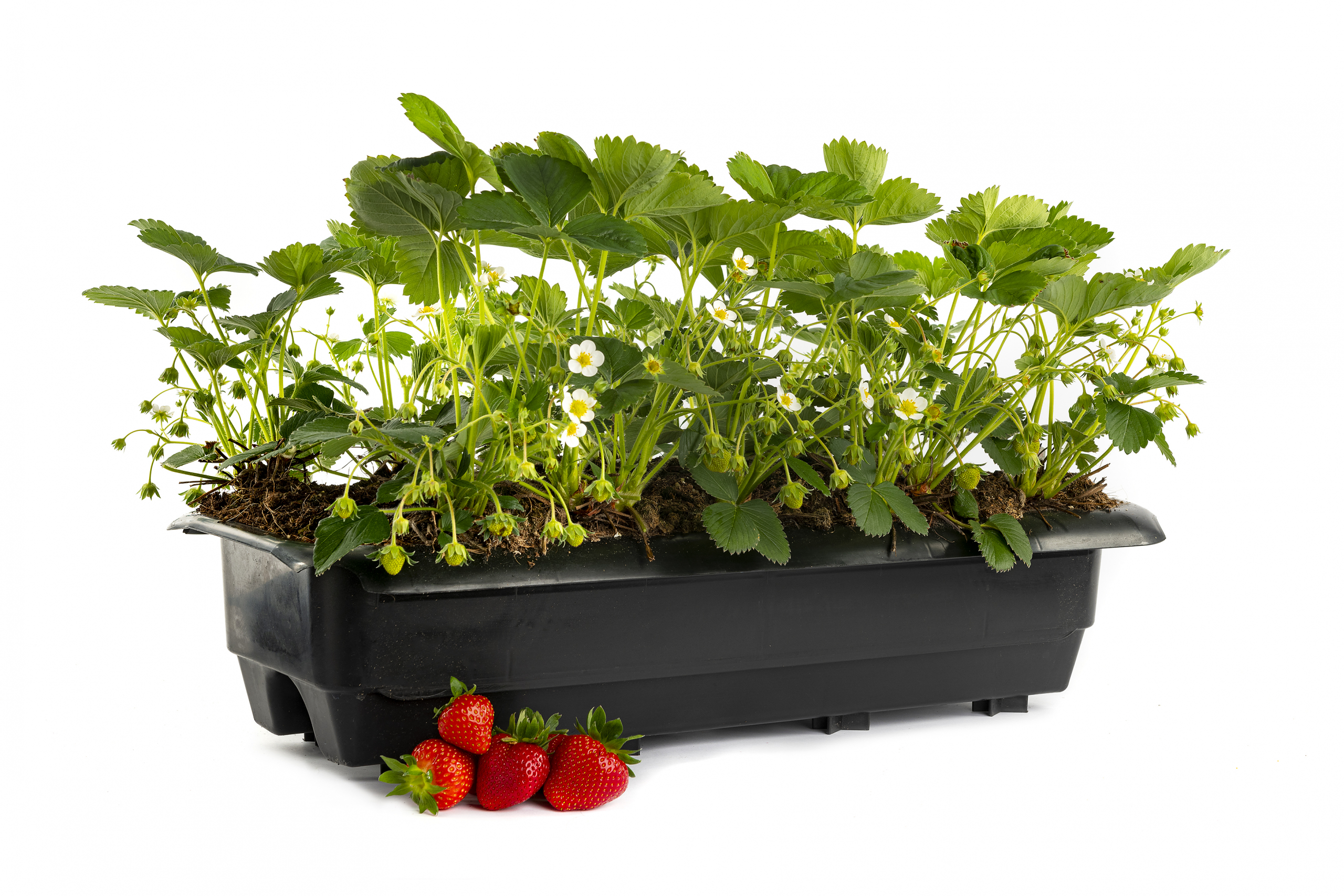 Henselmans EF-5329 b