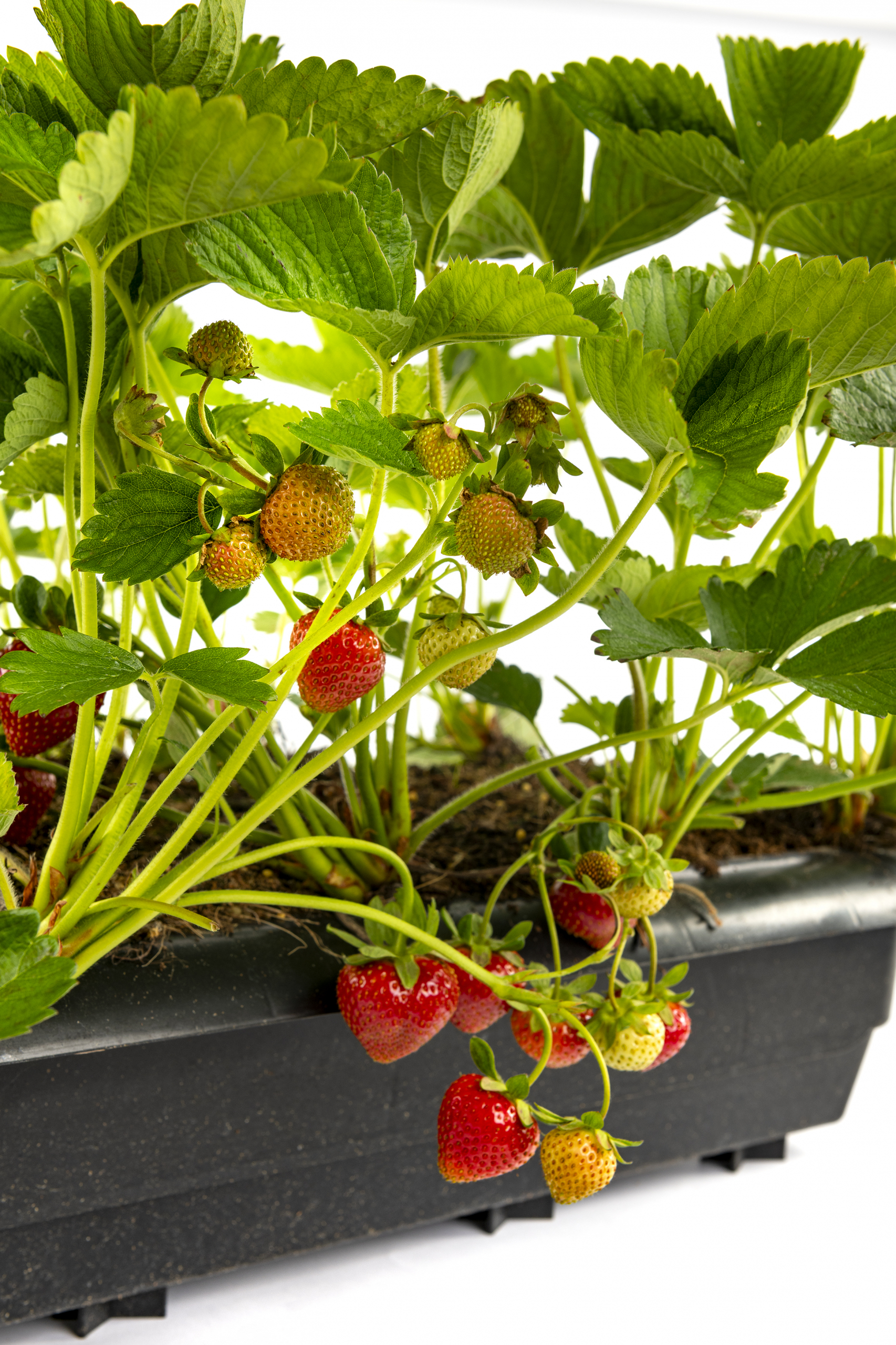 Henselmans EF-5362 b