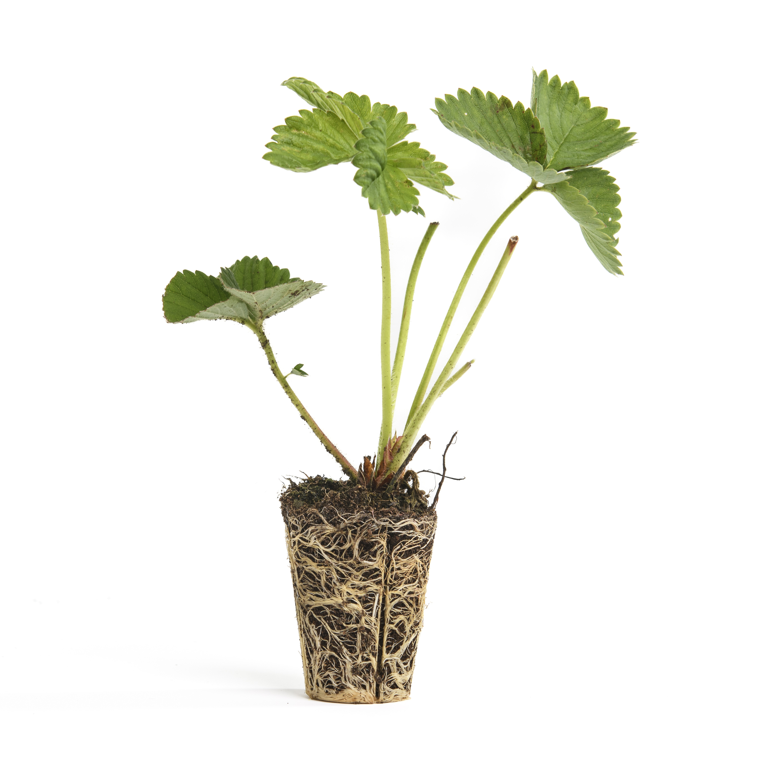 verse aardbeiplant plug