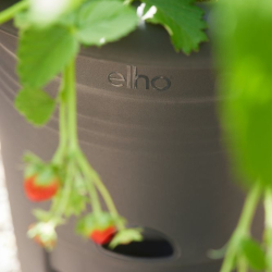 elho Aardbeienpot 33cm zwart – close-up afbeelding