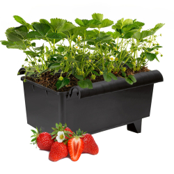 Alles-in-1-pakket met verse aardbeiplanten in bloei