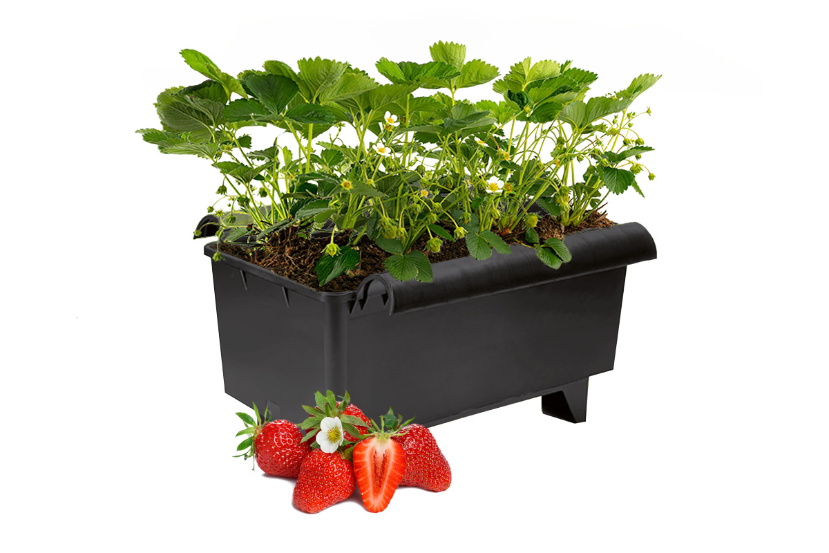 Alles-in-1-pakket met verse aardbeiplanten in bloei