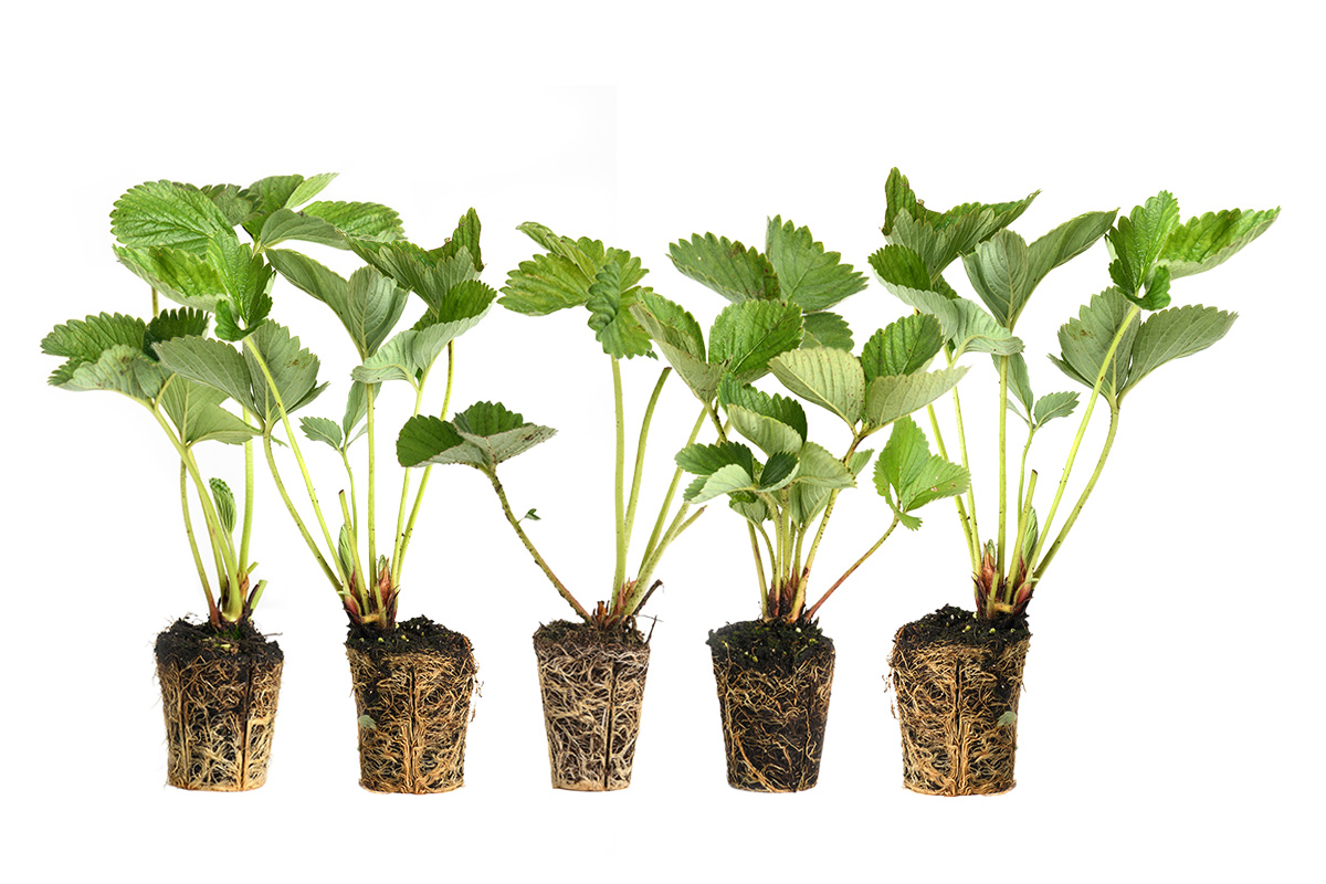 all-in-one-pack_fresh_five_strawberry_plants 5 verse aardbeiplanten