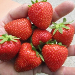 een handje vol met aardbeien bij aardbeiplantje,nl